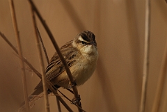 David Plant Photography - Wildlife Photography - Sedge warbler - A